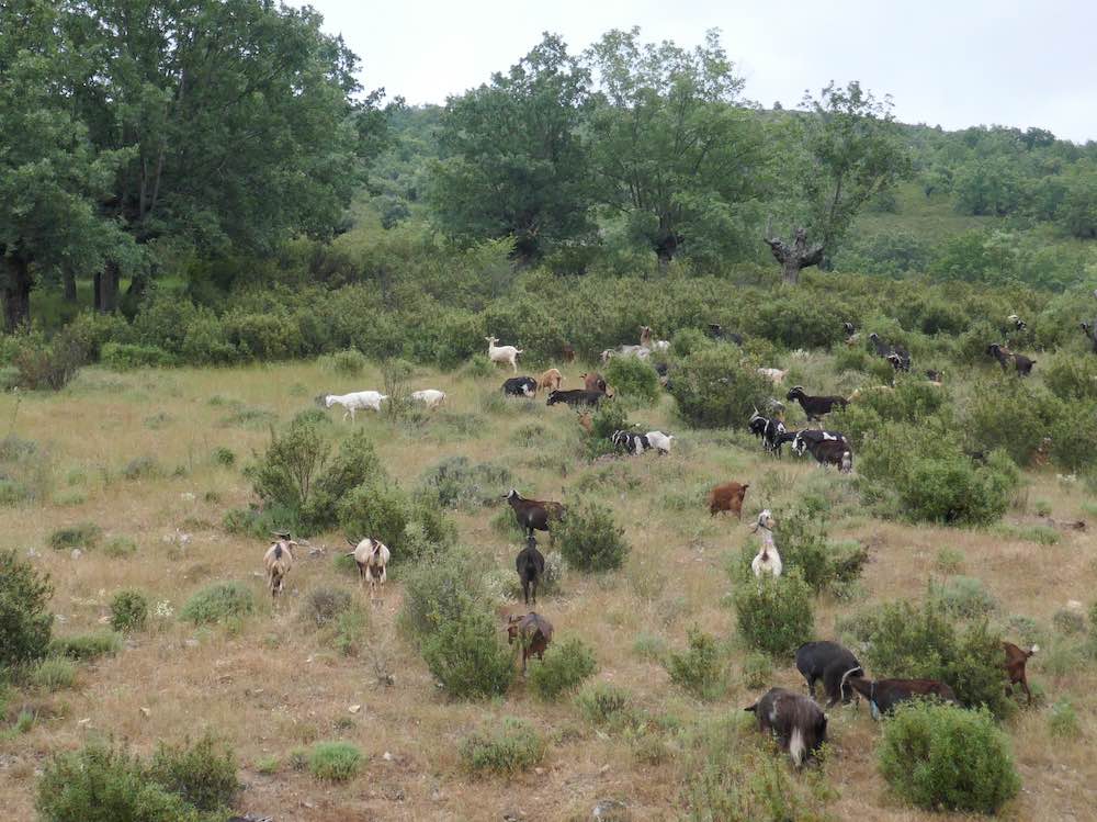 Rebaño de cabras