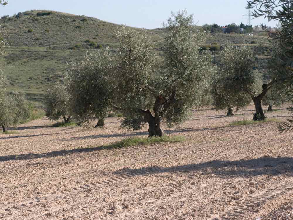 Olivar de La aceitera de la abuela