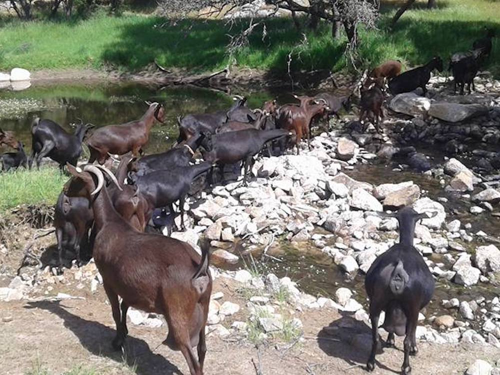 Rebaño de cabras de Suerte Ampanera