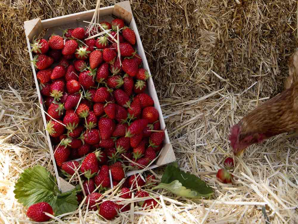 Caja de fresas de Finca Monjarama