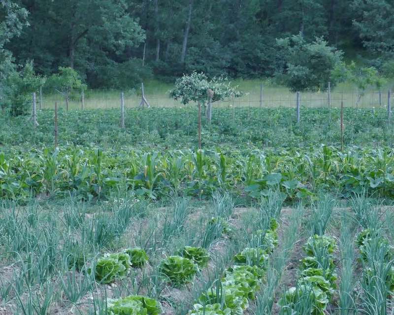 Huerta Coop. Los Apisquillos