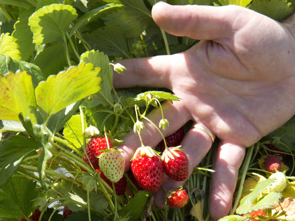 Mata de fresas