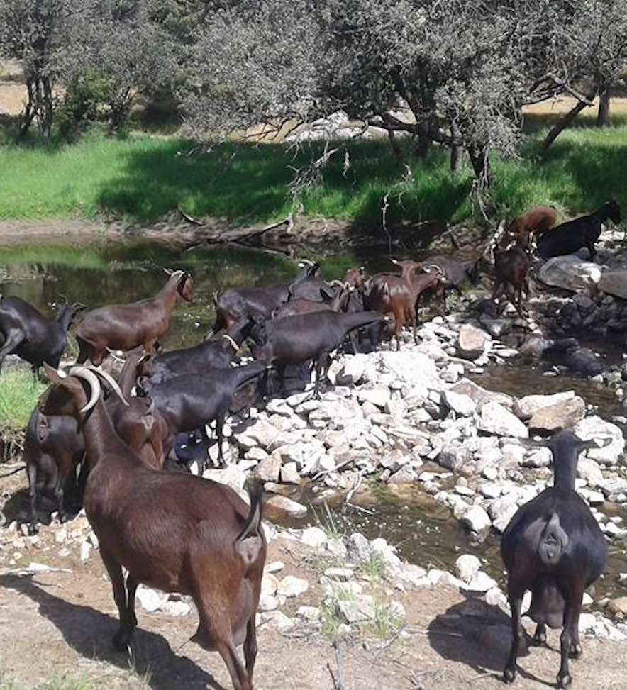 Rebaño de cabras