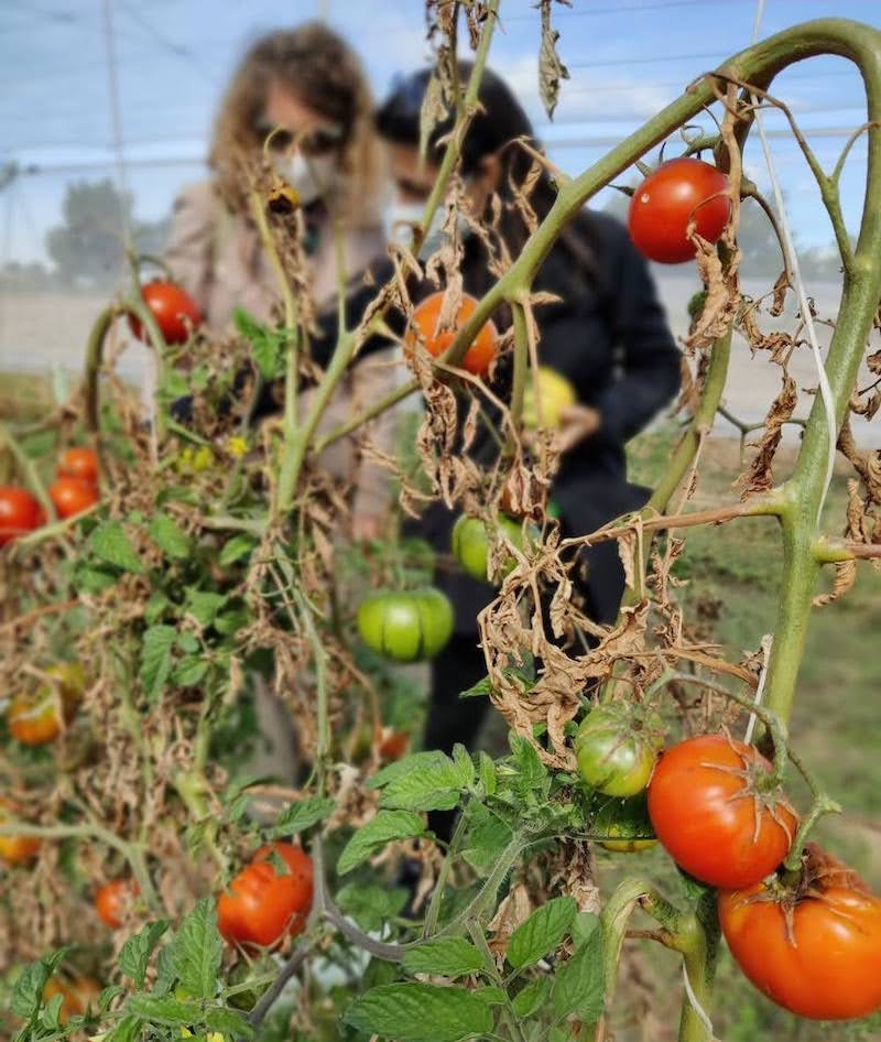 Tomateras