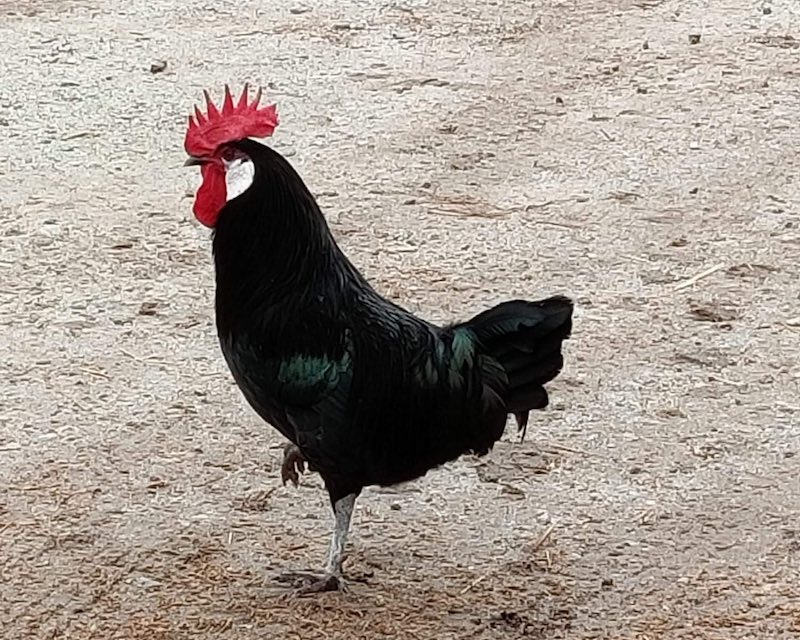 Gallo de la raza castellana negra