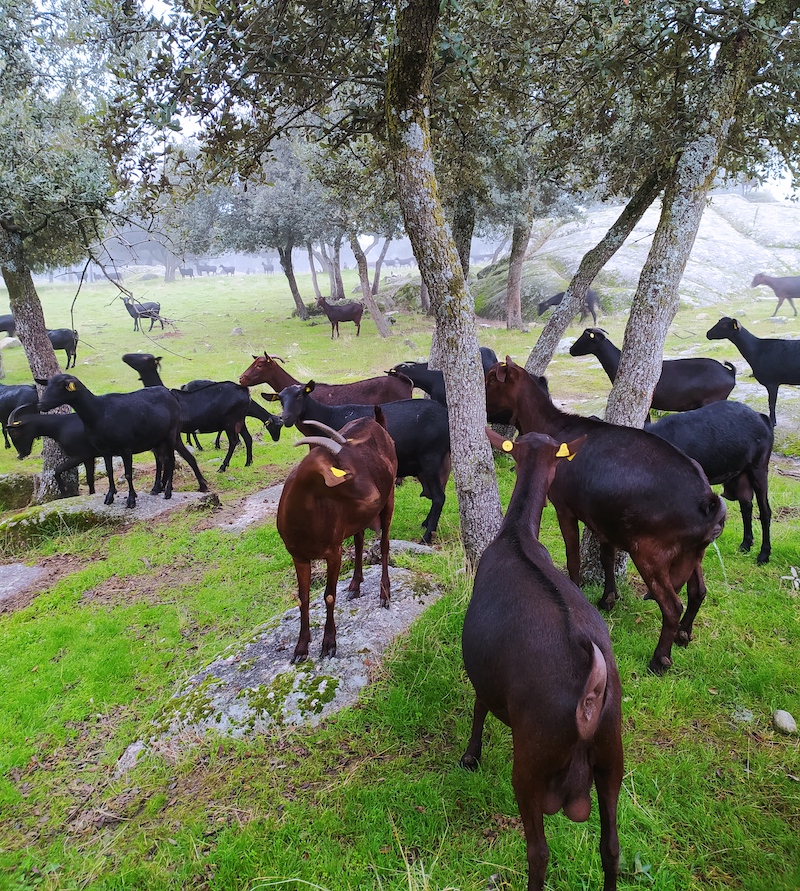 Rebaño de cabras murciano-granadinas