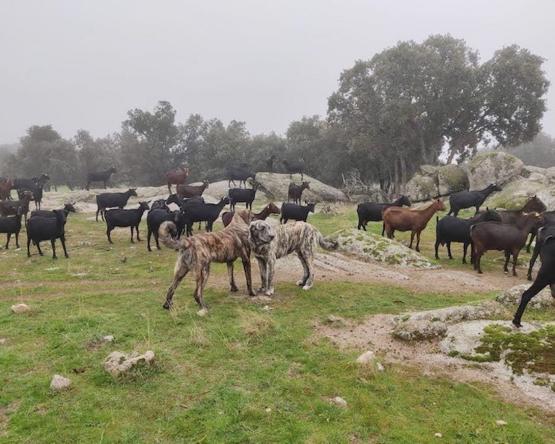 Rebaño de cabras murciano-granadinas y mastines