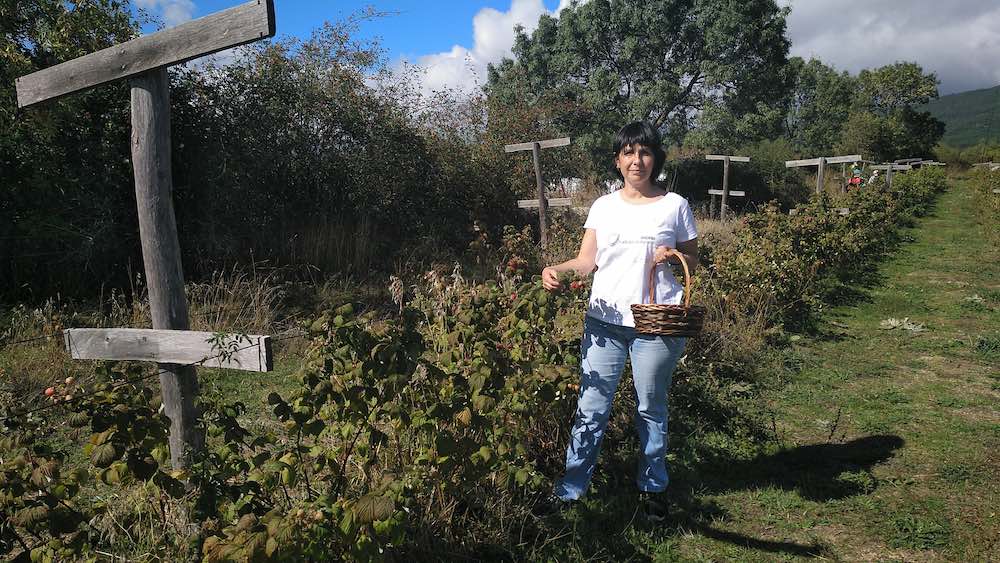 Finca de frutos del bosque El Puente del Molino