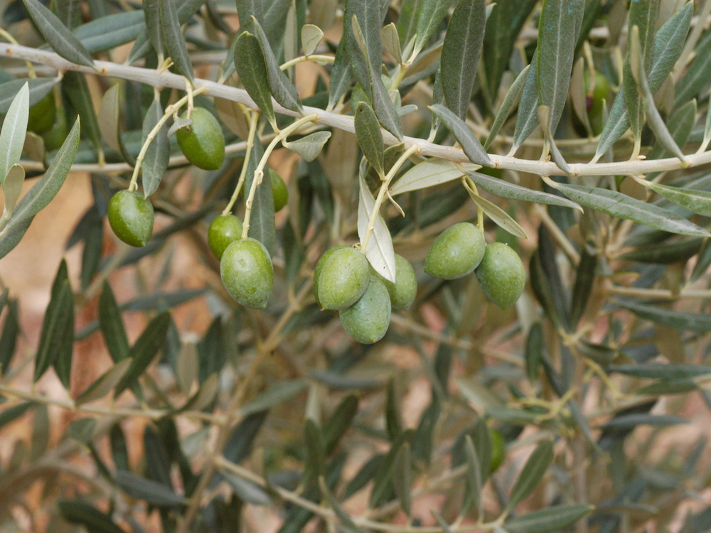 Aceitunas