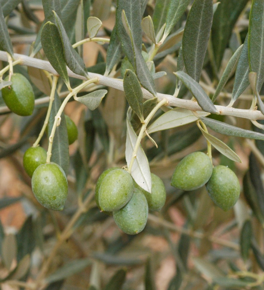 Aceitunas verdes