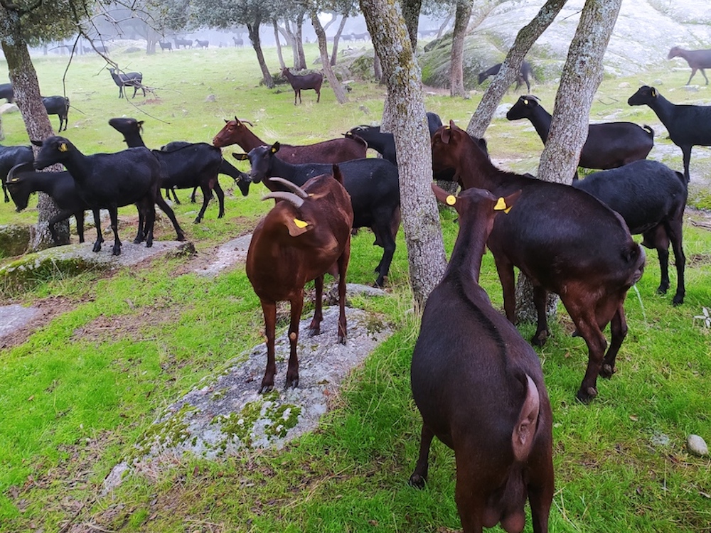 Rebaño de cabras murciano-granadinas