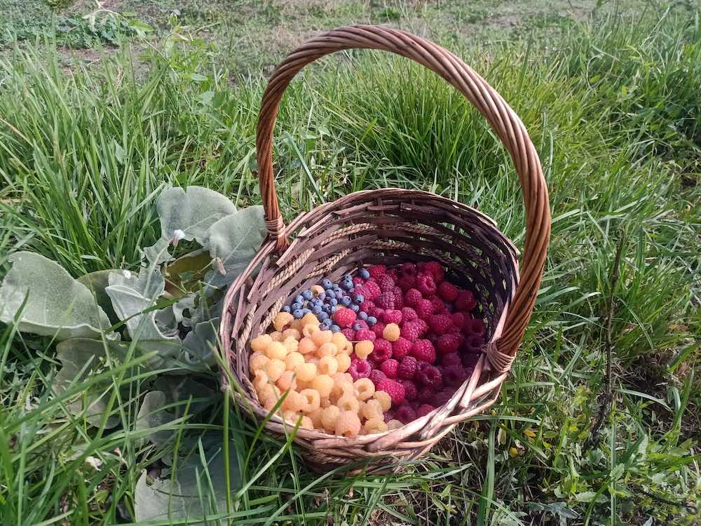 Cesta con frutos del bosque de El Puente del Molino, Lozoya