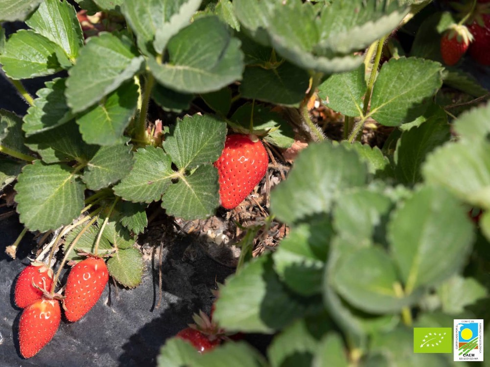 Fresas Mara des Bois, Viveros Monjarama