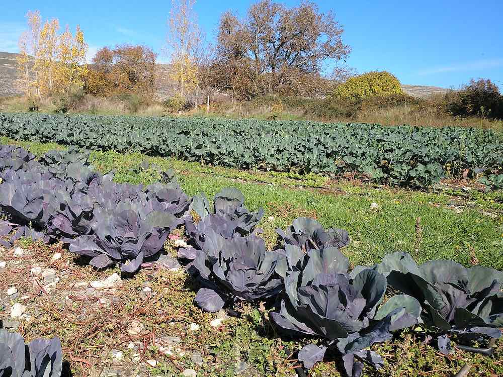 La huerta de invierno de Tómate la Huerta, Torremocha de Jarama