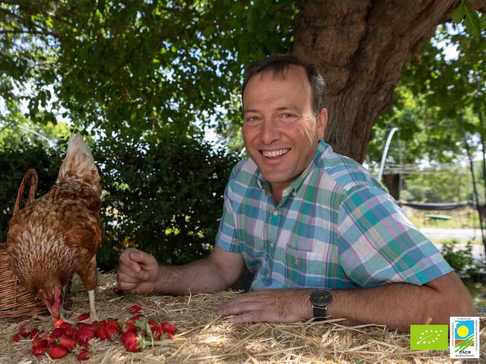 Hugo Vela, fresas y gallina en Finca Monjarama