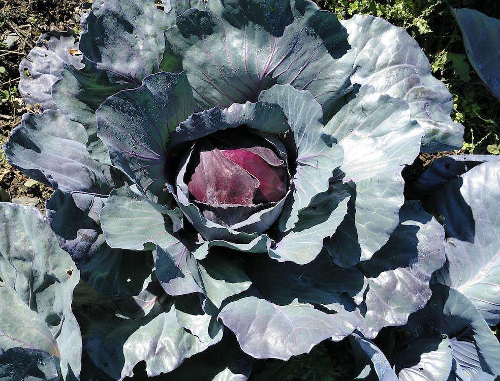Verduras y hortalizas: lombarda