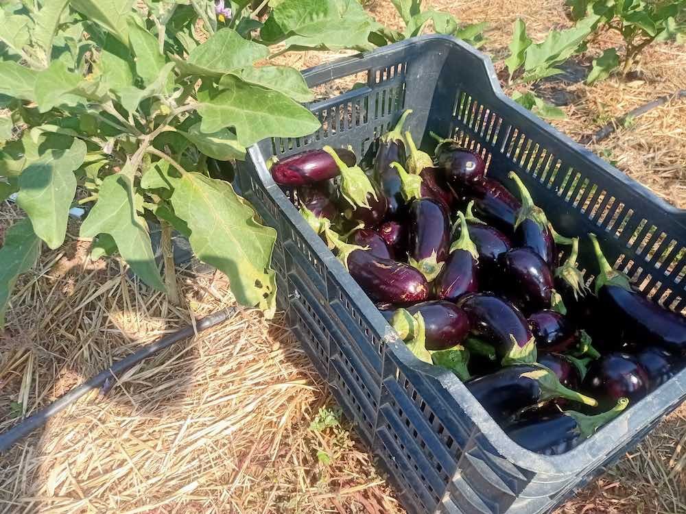 Caja de berenjenas, CSA Zarzalejo