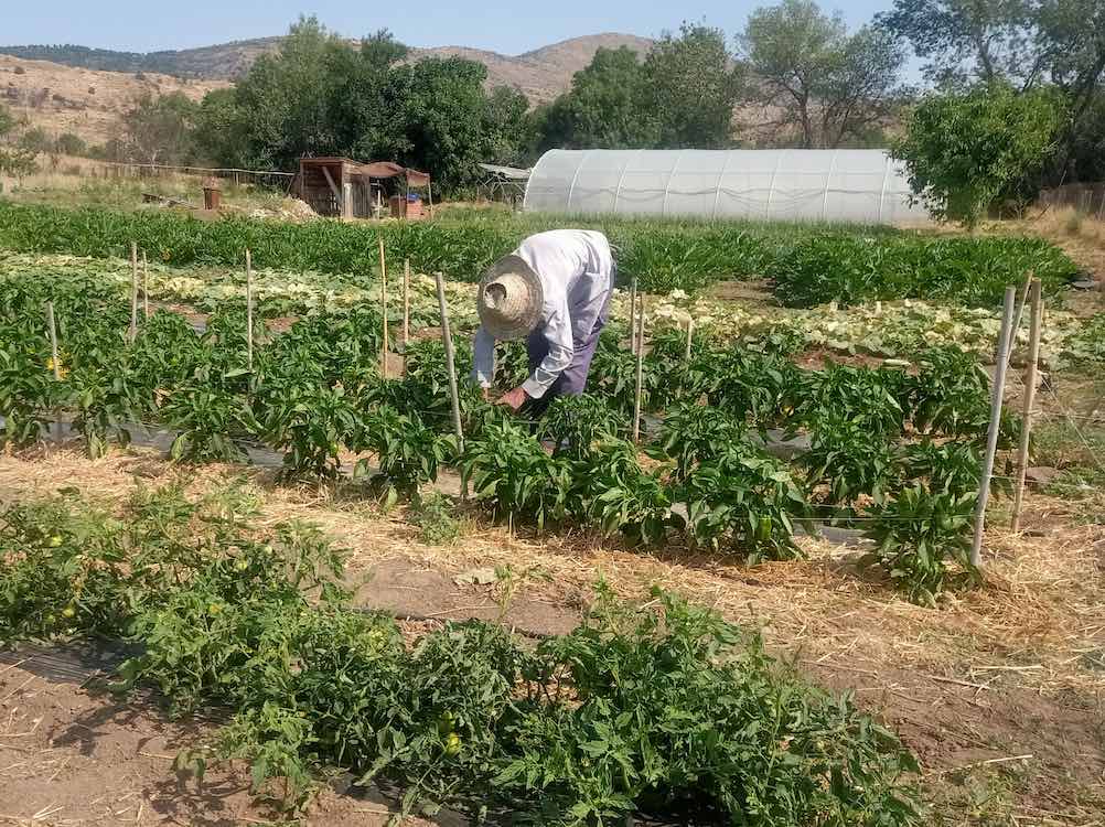 Eustaquio Martínez tutorizando los pimientos, CSA Zarzalejo