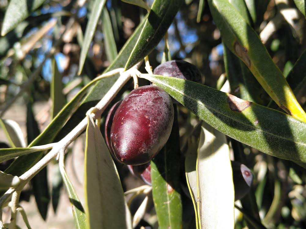 Rama de olivo de la variedad cornicabra, La aceitera de la abuela