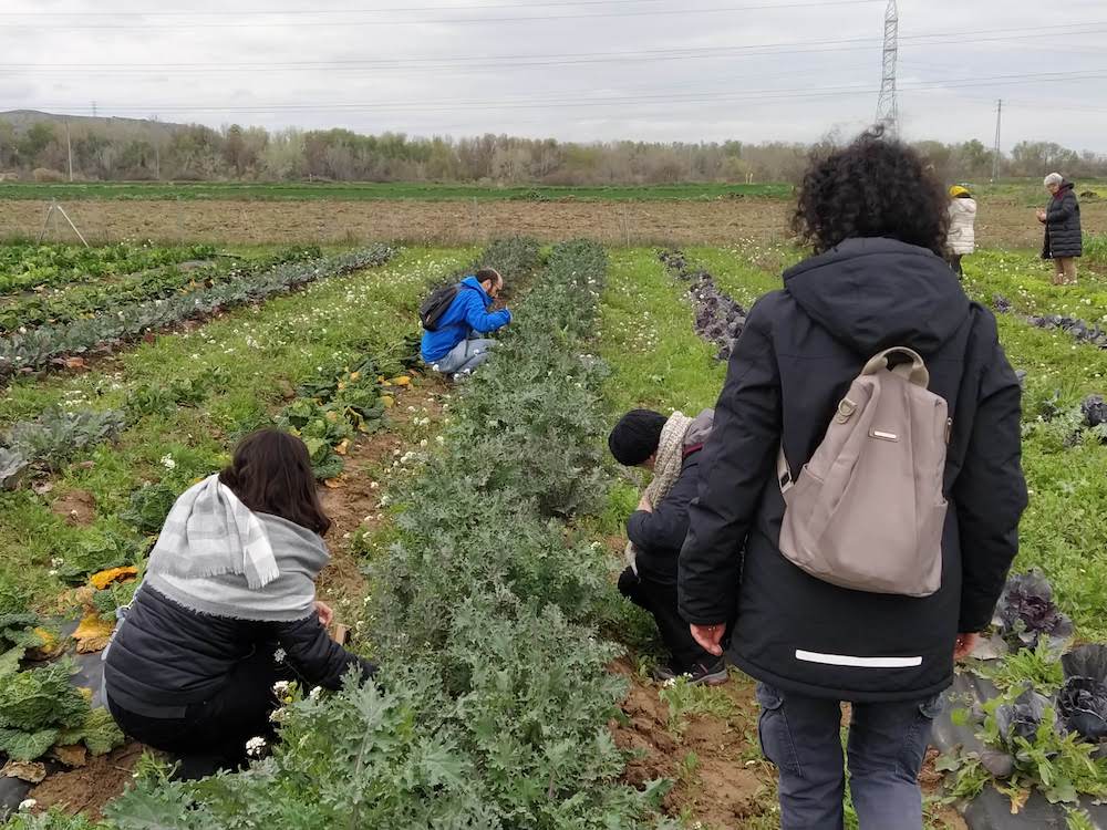 Autocosecha en La huerta de Riconatura