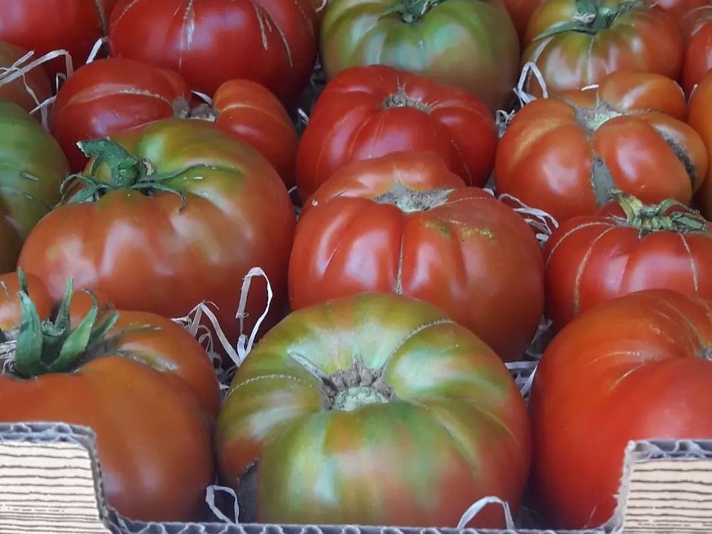 Variedad de tomate tradicional de Madrid de Riconatura