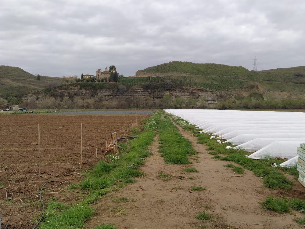 Tomateras de La huerta de Riconatura, Parque Agroecológico Soto del Grillo (Rivas Vaciamadrid, Madrid)