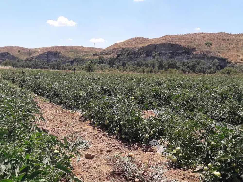 Tomateras de Riconatura, Parque Agroecológico Soto del Grillo