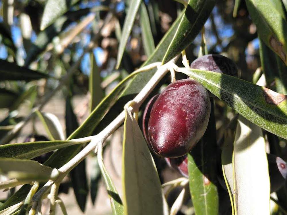 Aceituna cornicabra