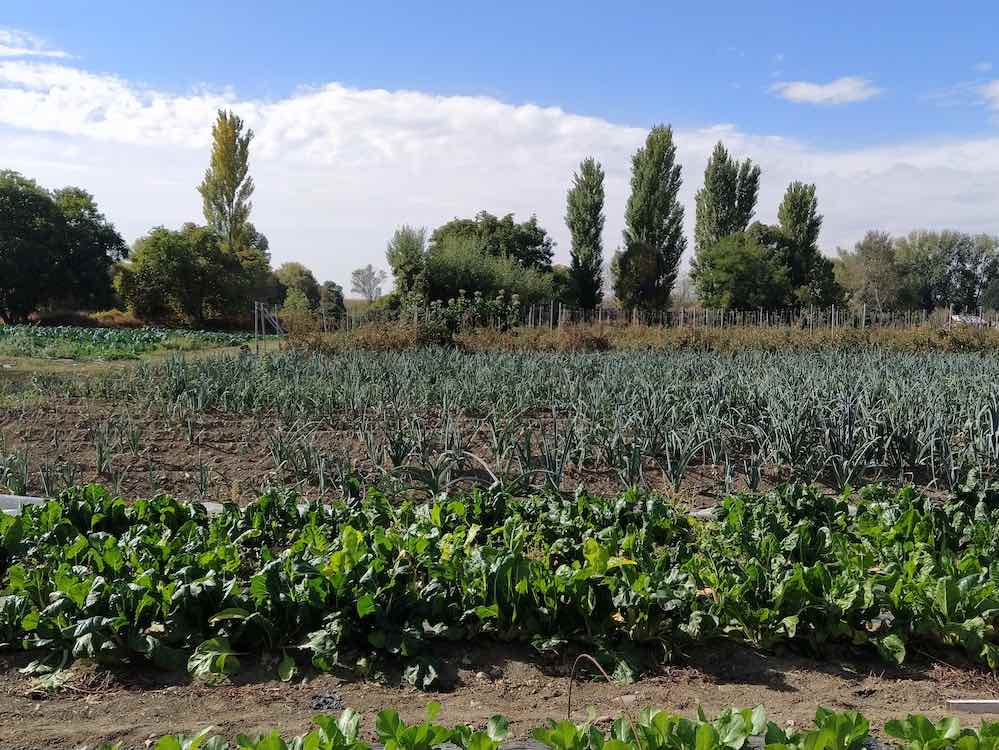 CSA Vega de Jarama