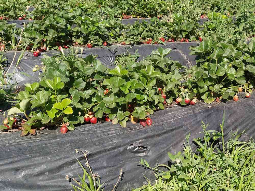 Fresas en Finca Monjarama