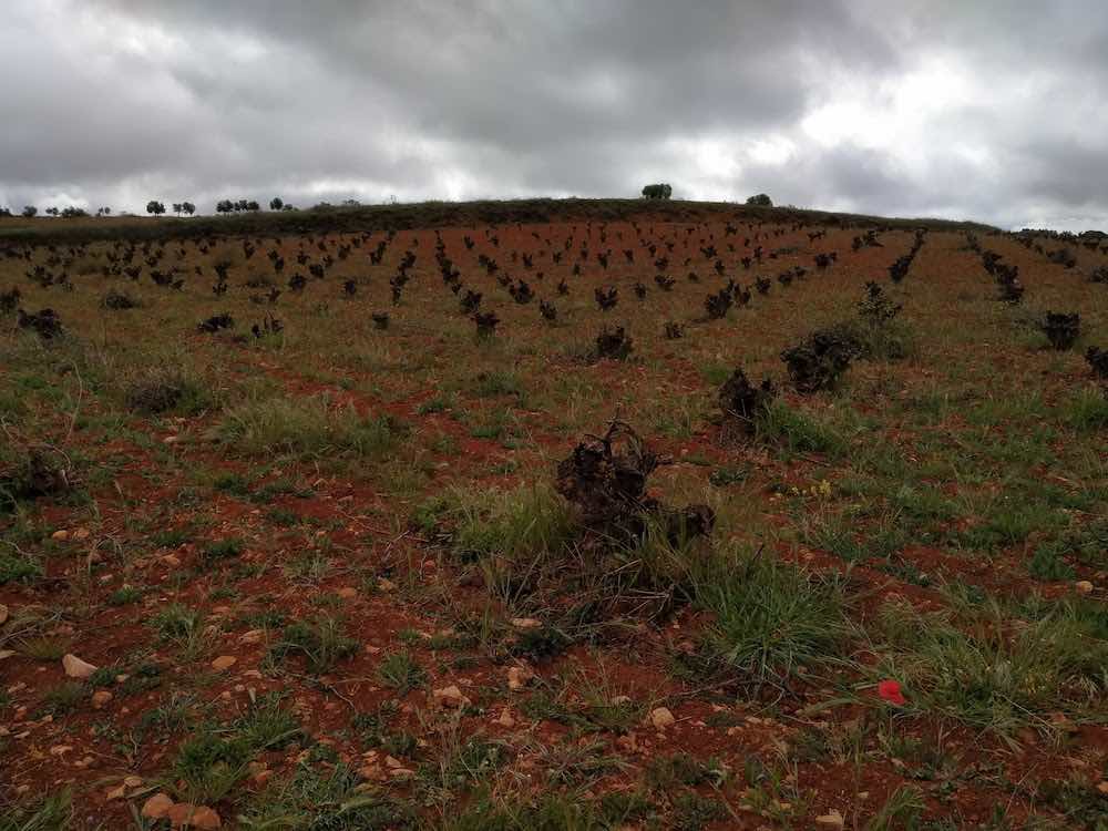 Bodegas Andrés Morate