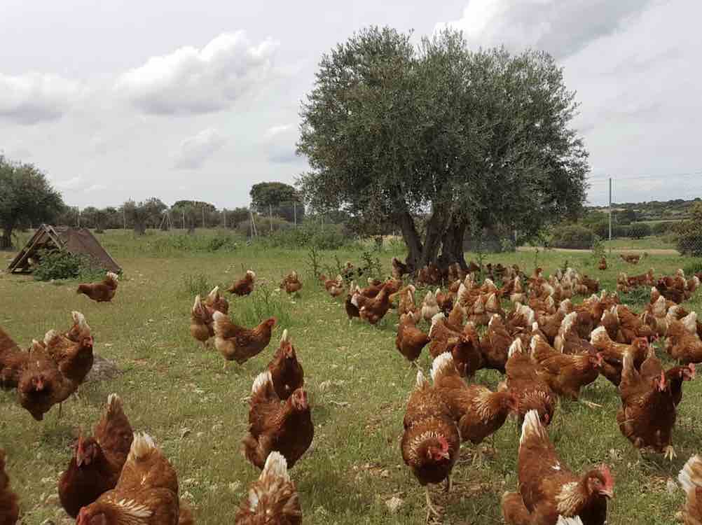 Gallinas de raza Isa Brown