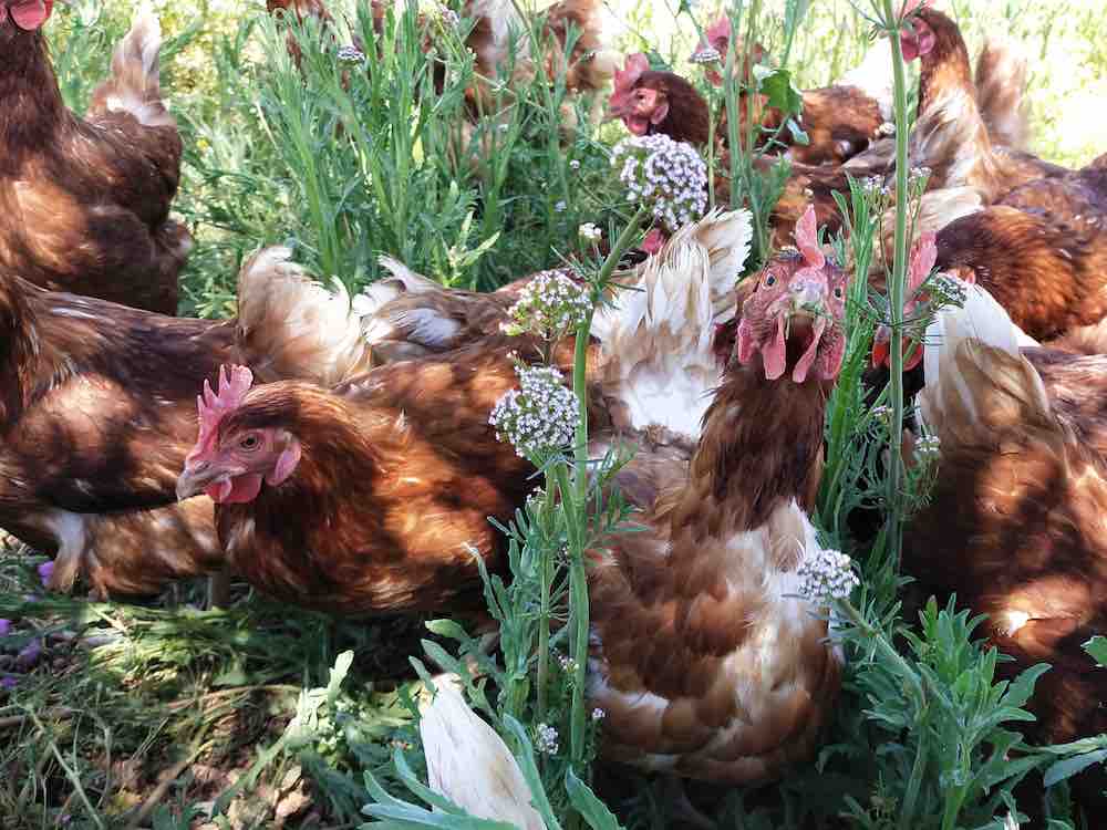 Gallinas de paseo picoteando