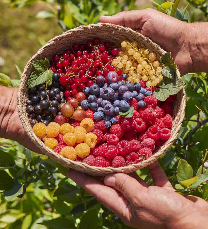 Cesta de frutos rojos