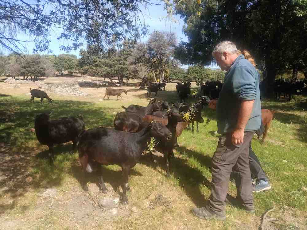 Cabras de raza Murciano-Granadina