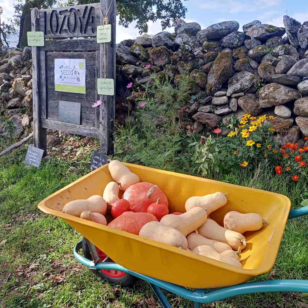 Carretilla con calabazas de ECOS del Lozoya