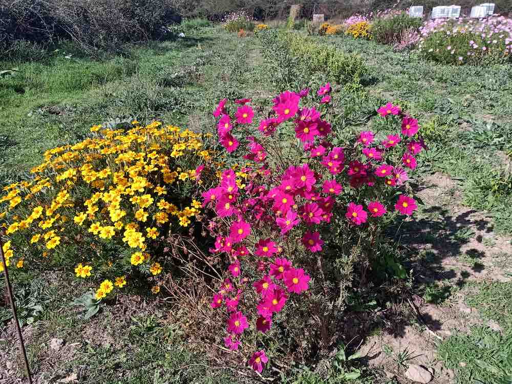 Flores en ECOS del Lozoya (Lozoya)