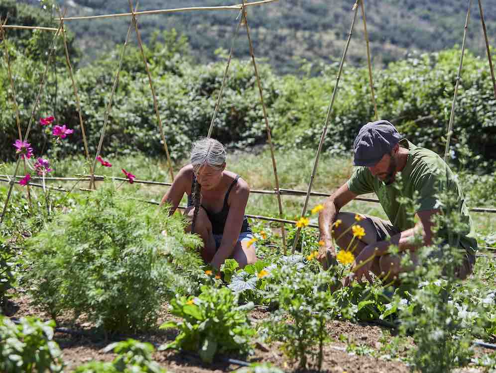 Trabajos en huerta