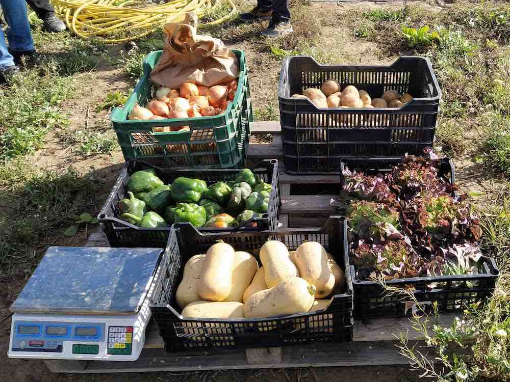 Verduras y hortalizas