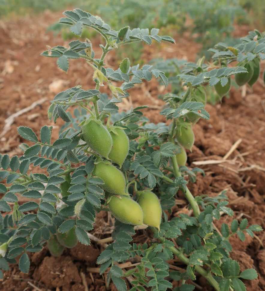 Planta de garbanzos