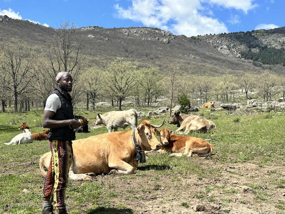 Belu y vacas