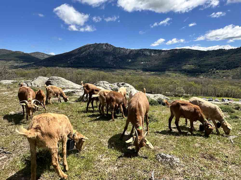 Cabras en el valle
