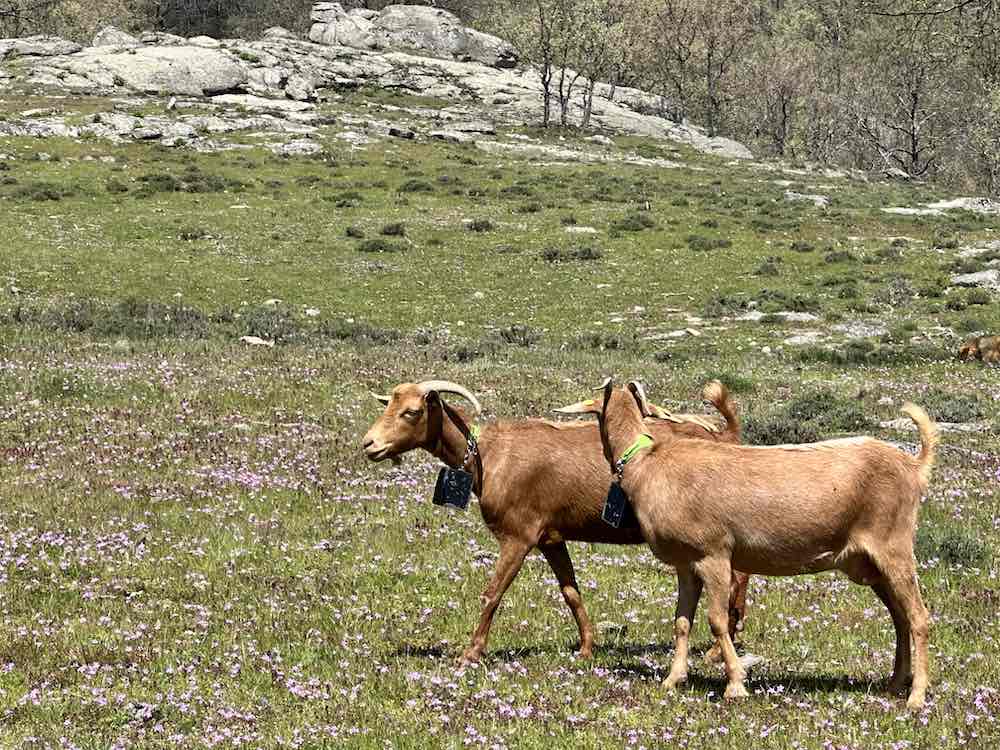 Cabras y florecillas