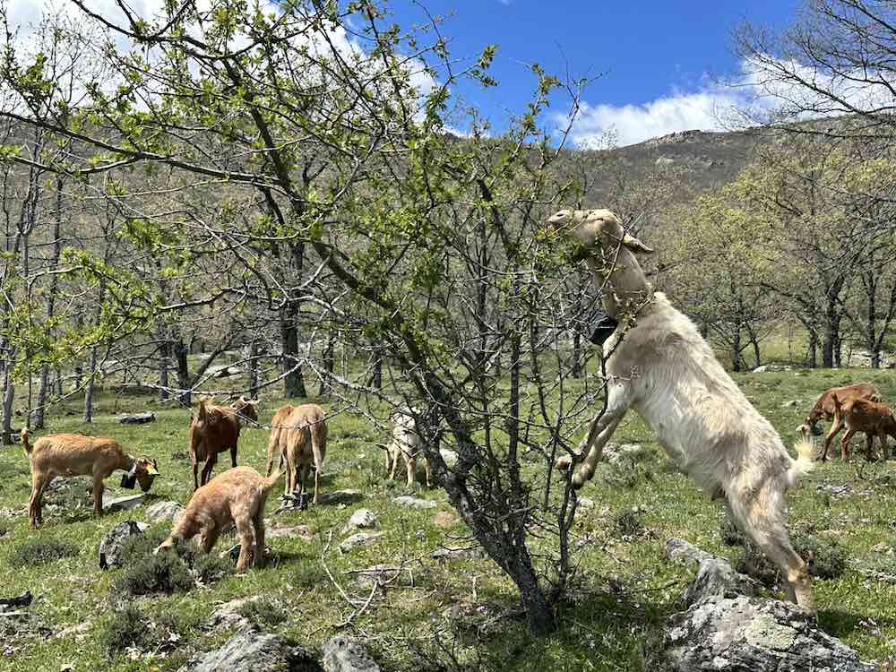 Cabras y majuelo