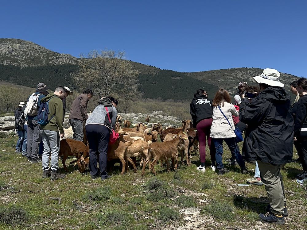Grupo y rebaño de cabras