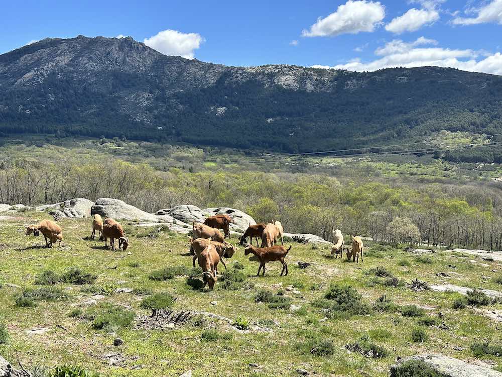 Panorámica y cabras