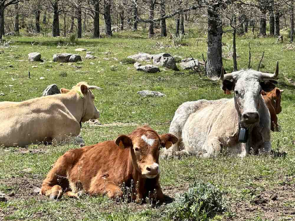 Vacas La Caperuza