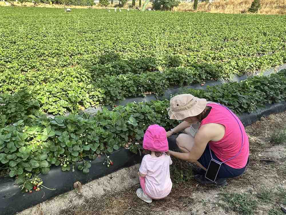 Autocosechando fresas