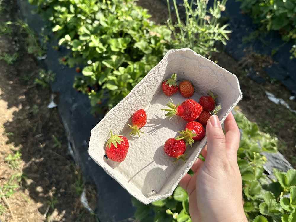 Fresas Mara de bois