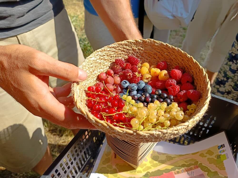 Cesta de frutos del bosque